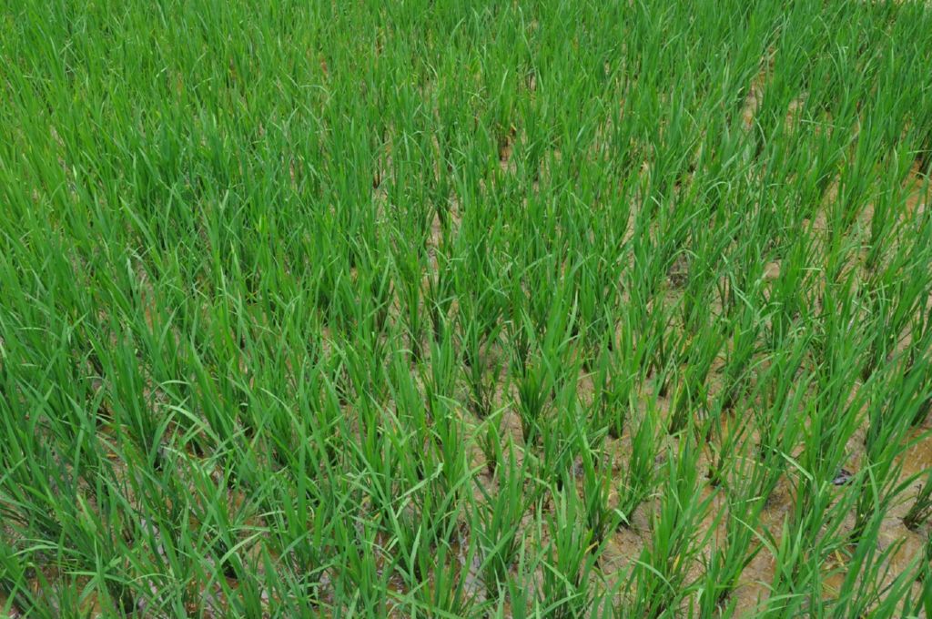 <i><b>Sa Pa-38</b></i>